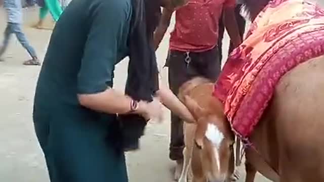 Cute Horse Baby