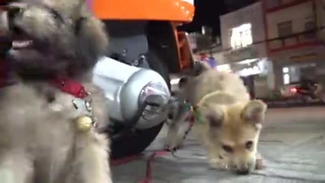 Cutest puppies reaction when being filmed- cutest baby dog|viral dog!