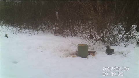 Backyard Trail Cam - Big Squirrel Party!