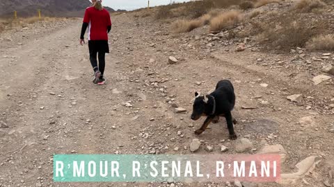 Beaucerons in the desert