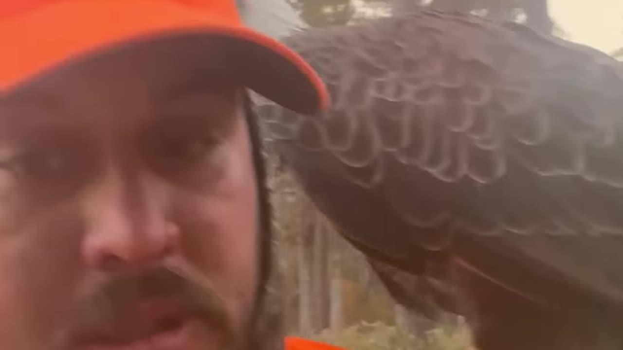 Bald Eagle Lands on Man’s Shoulder After Man Prayed for a Closer Look