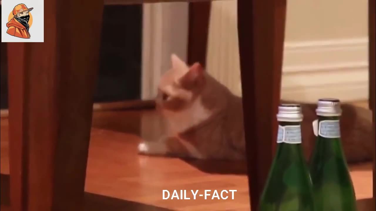 Funny Cat videos 😅