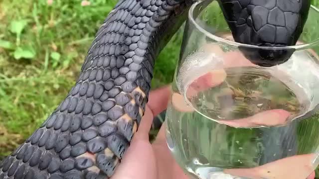 Helping out a thirsty friend with🐍 Do you find snakes beautiful or scary?