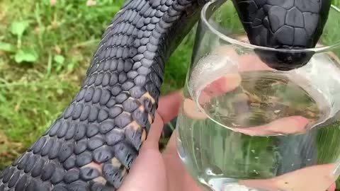 Helping out a thirsty friend with🐍 Do you find snakes beautiful or scary?