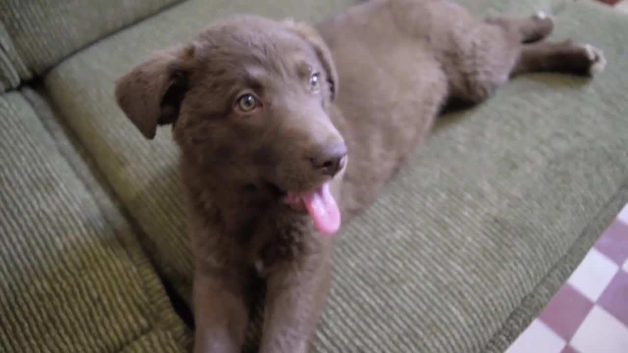 Funny Puppy yawn!