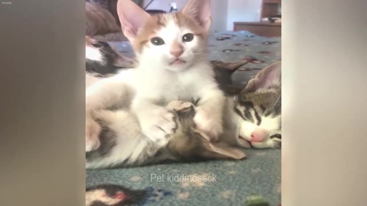 Cute cats funny cats 2