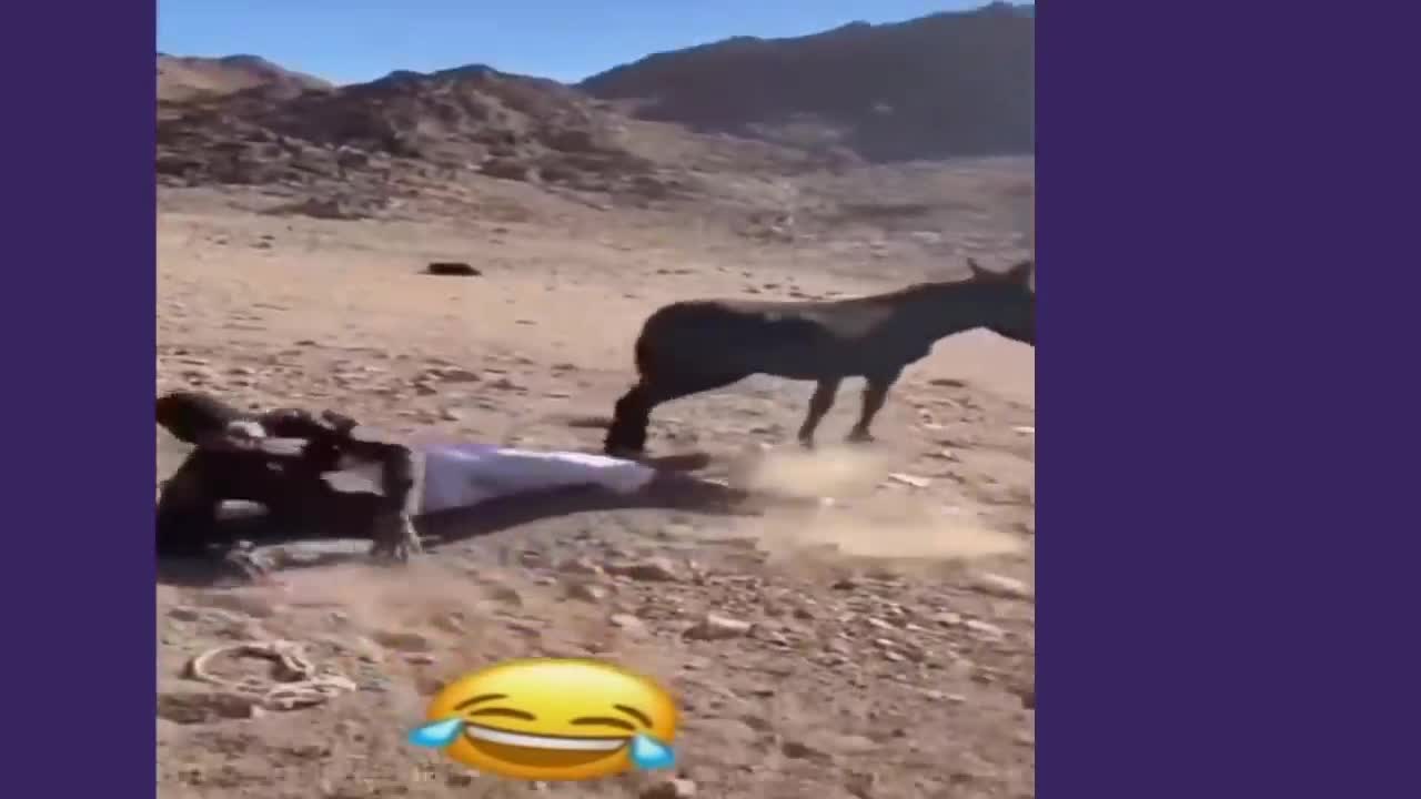 I dare you not to laugh at a donkey that kicks its owner