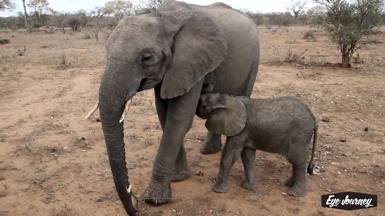 Baby Elephants