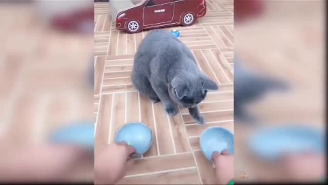 Cats funny videos, animals funny videos