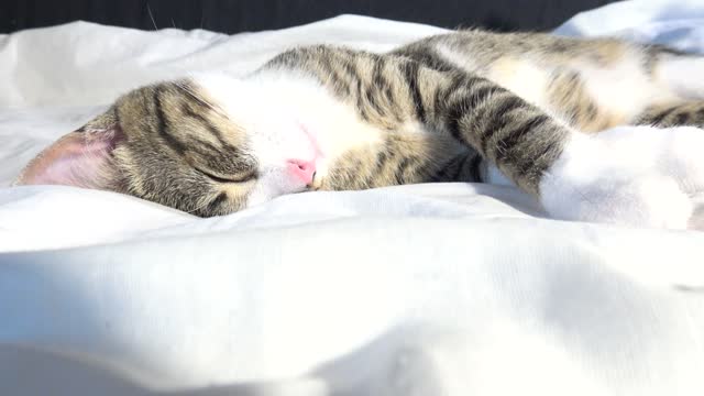 Sleeping Kitty Likes Being Brushed