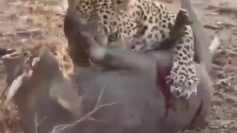 Wildlife
