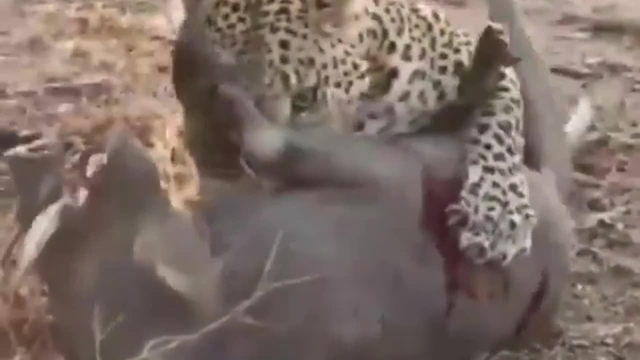Wildlife
