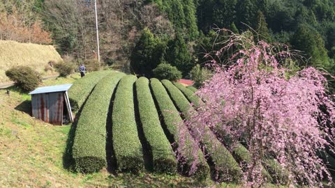 春の茶畑、神奈川県 松田町