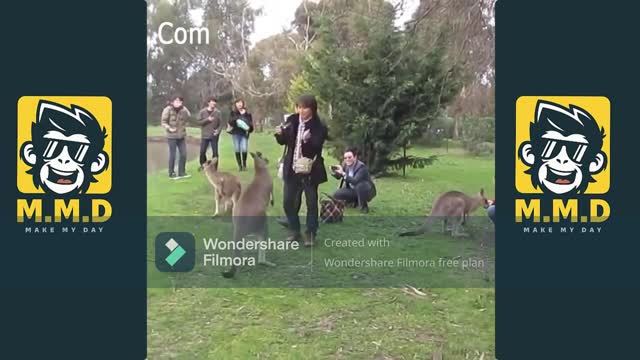 Funny Kangaroo Fight 2021