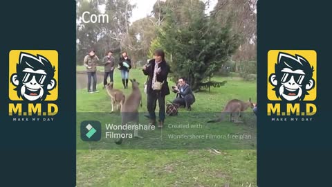 Funny Kangaroo Fight 2021