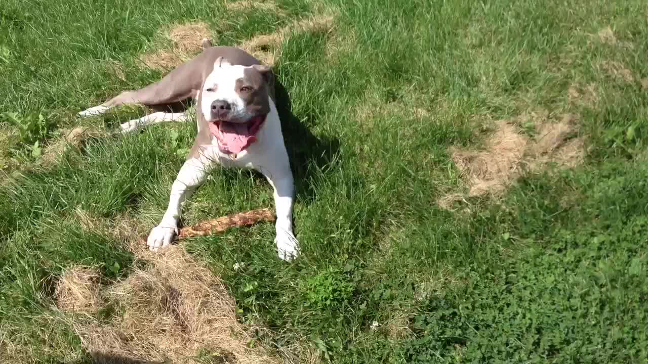 Beautiful dog enjoying the summer