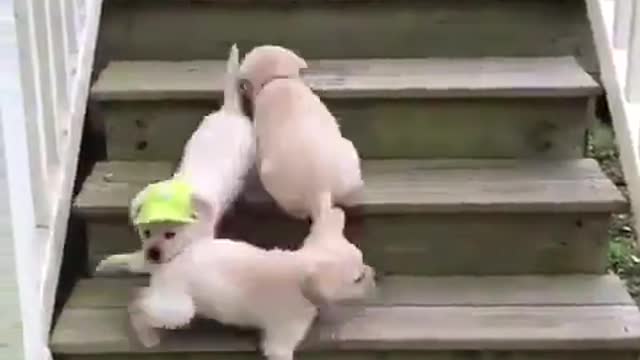 When I woke up and saw the cat's ass, my youth was so miserable