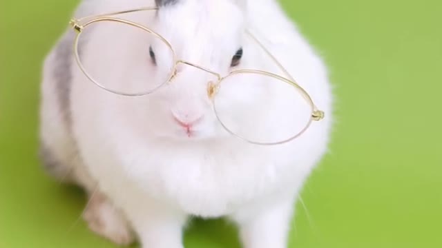 Rabbit funny video