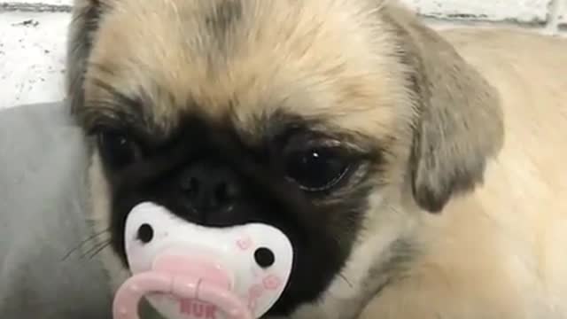 puppy eating pacifier