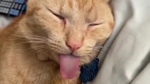 Cat most funny videos