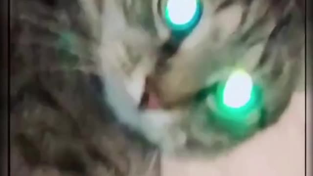 funny cat ever 😜🤷♂️🐱🚀 what happen in his mind short