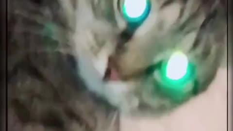 funny cat ever 😜🤷‍♂️🐱‍🚀 what happen in his mind short