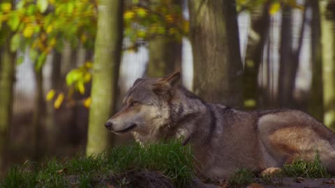 Wolf walking in forest