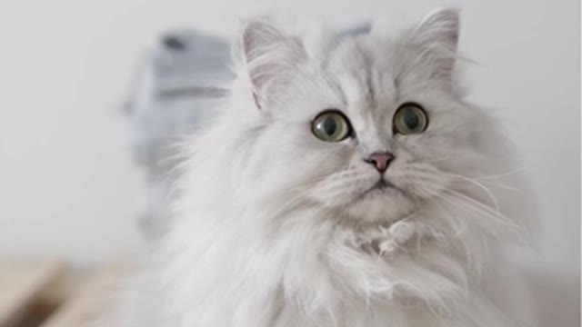 A White cute Persian Cat New funny video