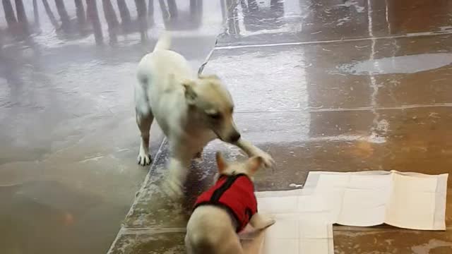 Puppies who want to hang out at dog cafes.