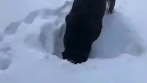 Dog search on hamster on ice