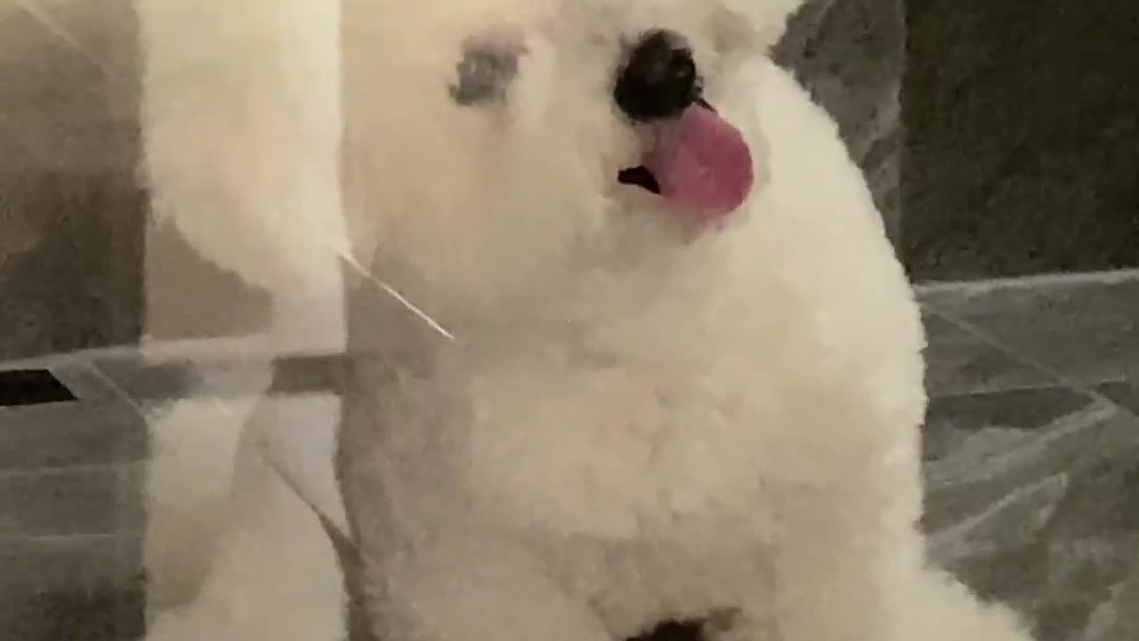 "Cute Bichon Frise dog"