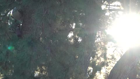 Sunlight seen through the trees