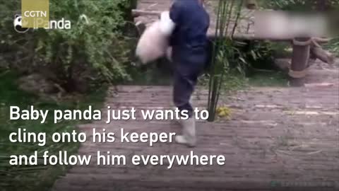 panda cub refuse to let go off caretaker leg's