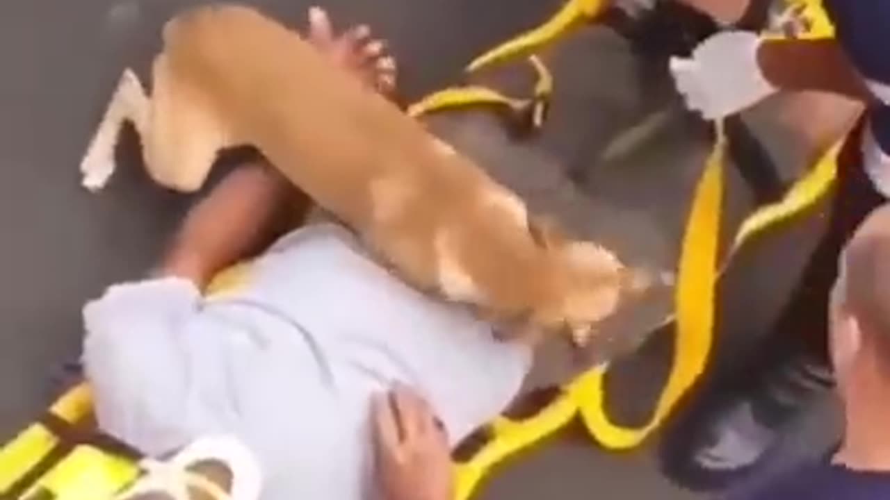 Dog protect owner at all cost