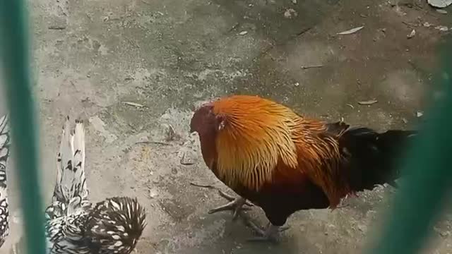 Lots of different kinds of chickens