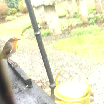 Hand feeding little Robin