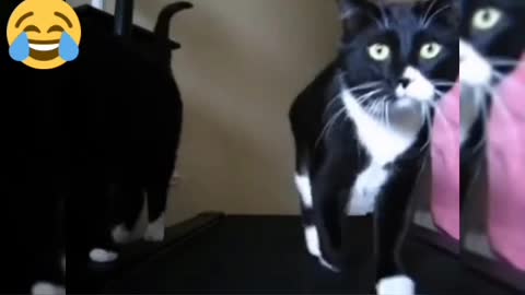 Funny Cats Playing on Treadmills 3