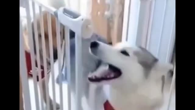 funny dog