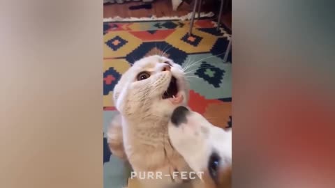 OMG So Cute ♥ Funny Cats and Dogs 2021
