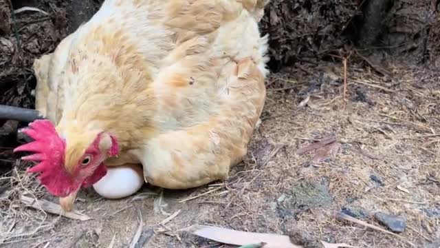 hen lays eggs