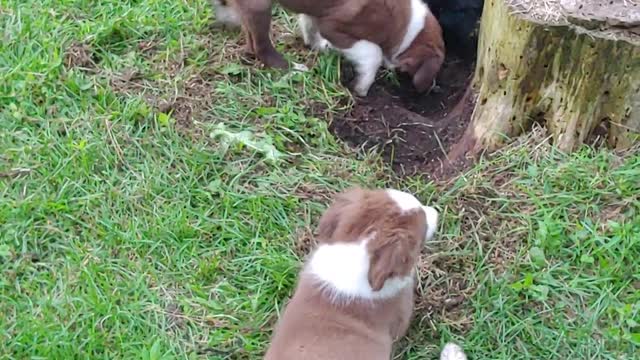 ABCA Border collies