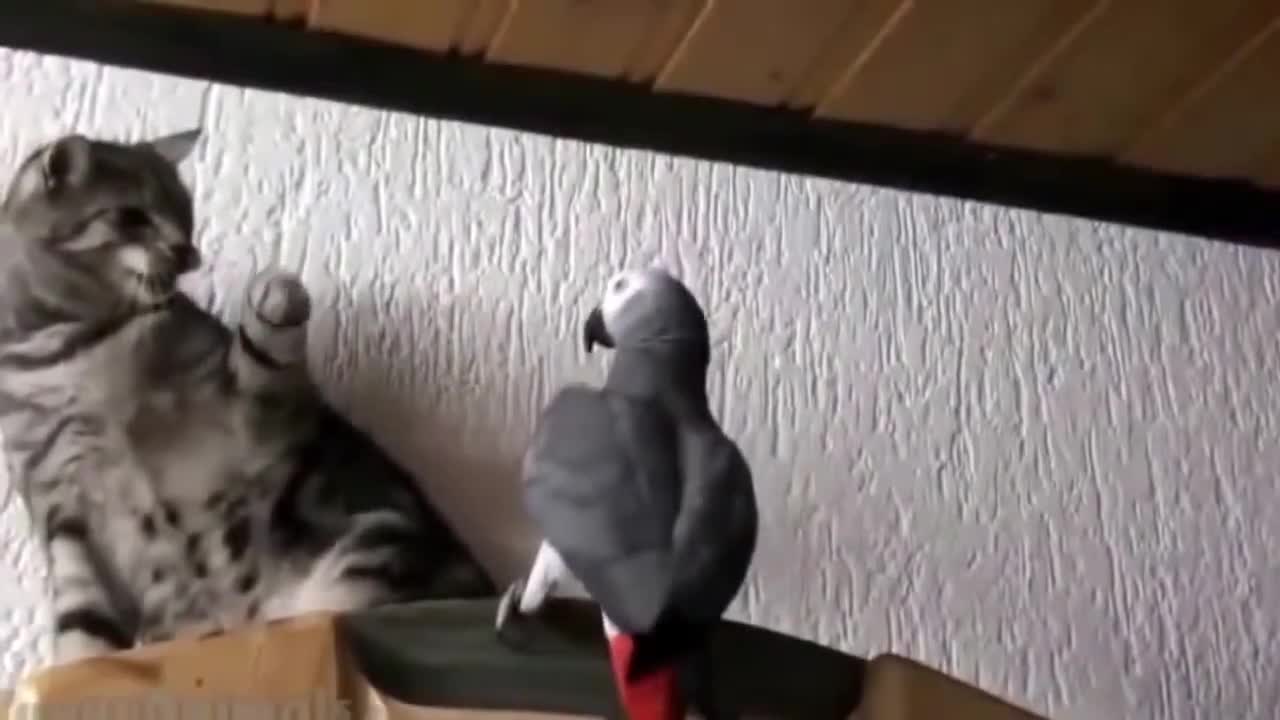 Funny cat and parrot 🐦 | cat v parrot #funnypets&birds