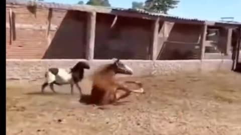 The Sheep Knocked Down The Horse #shorts #shortvideo #youtubeshorts #video #virals