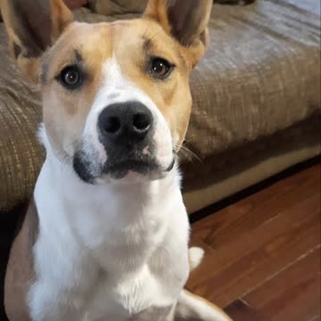 Living Room Madness with Tucker Carlson and Claire Bear