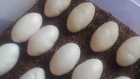 Reptile Egg Hatching Tutorial