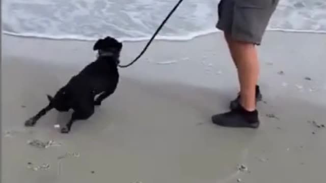 Dog Goes to the Beach :)