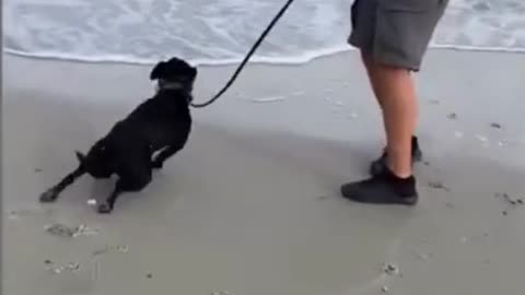 Dog Goes to the Beach :)