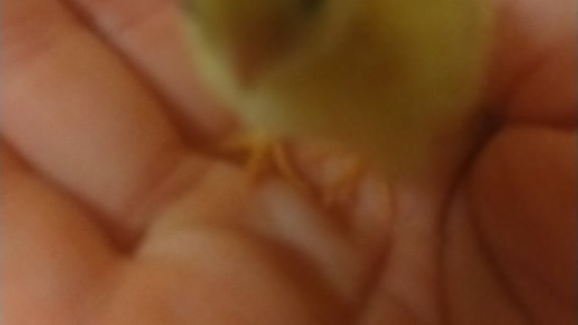 Look How Small Button Quail Are