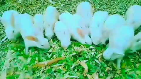 Cute rabbits