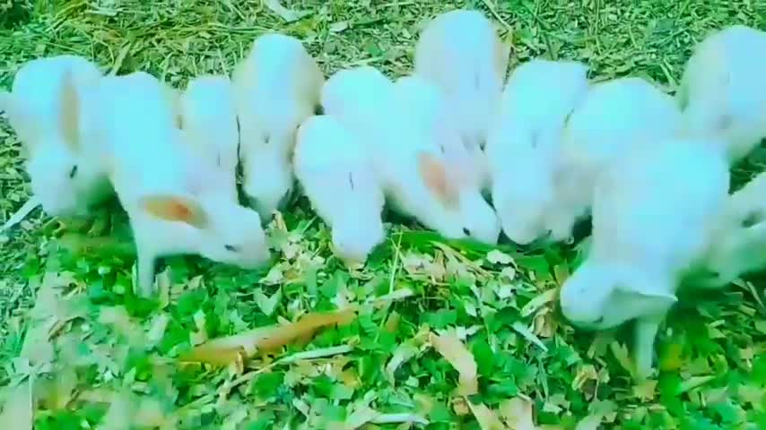 Cute rabbits